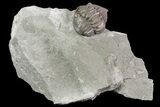 Wide, Enrolled Flexicalymene Trilobite In Shale - Ohio #67975-1